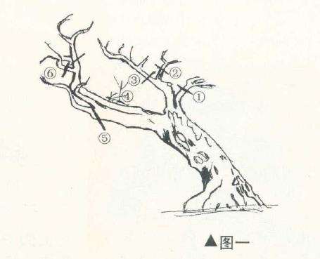 陈培琦怎么设计山桔盆景的4个步骤 图片