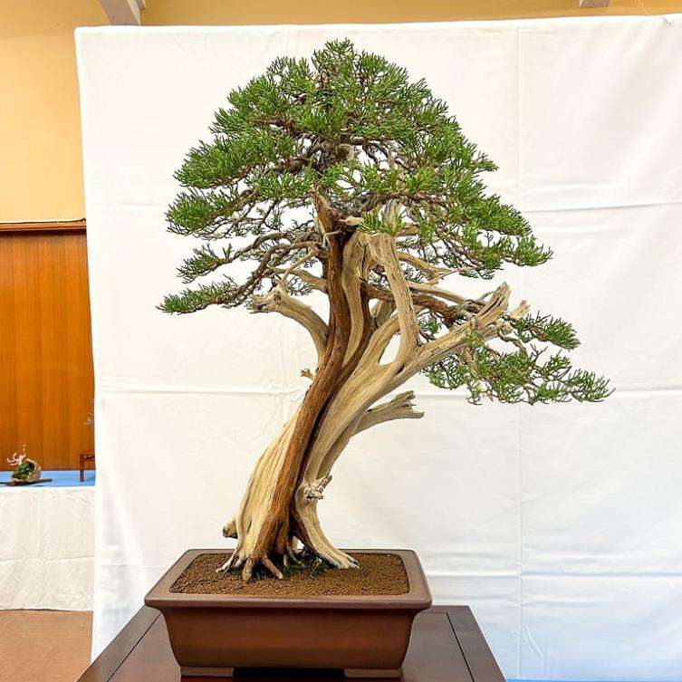 加利福尼亚州湾区盆景展