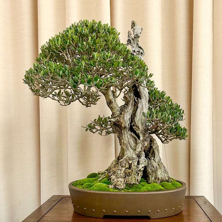 加利福尼亚州湾区盆景展