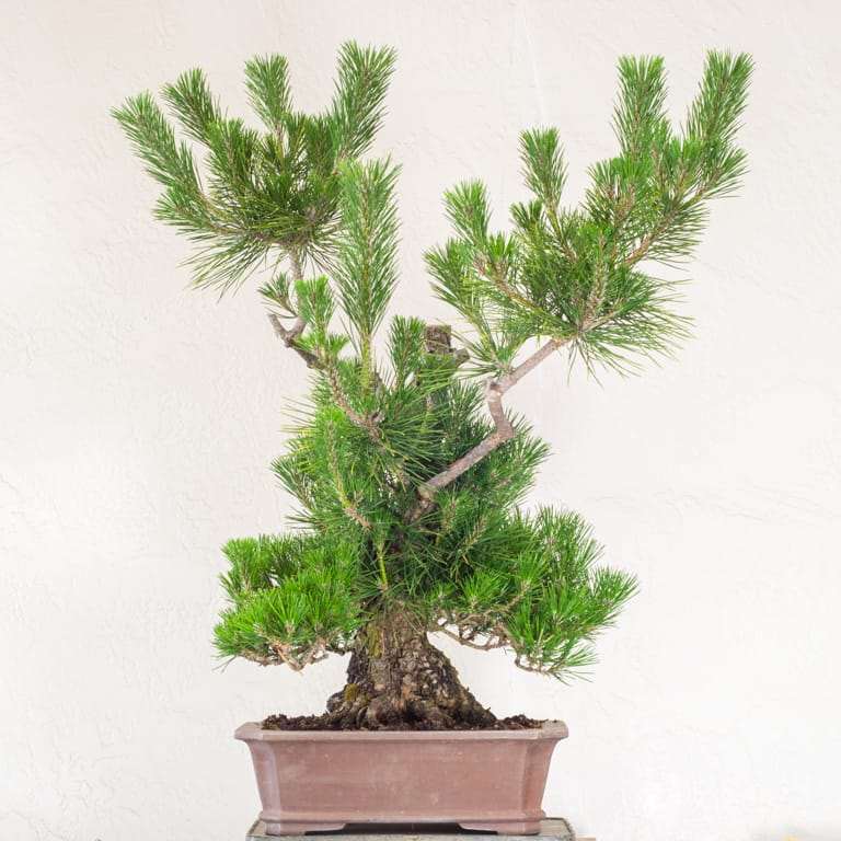 图解 黑松盆景怎么修剪的10个过程 老外篇