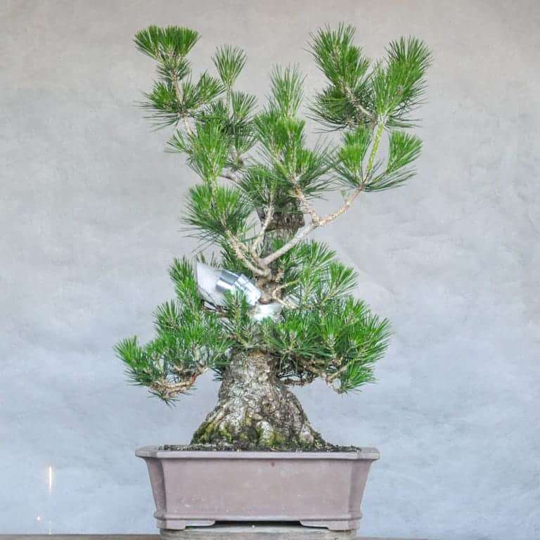 图解 黑松盆景怎么修剪的10个过程 老外篇