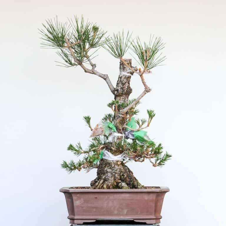 图解 黑松盆景怎么修剪的10个过程 老外篇