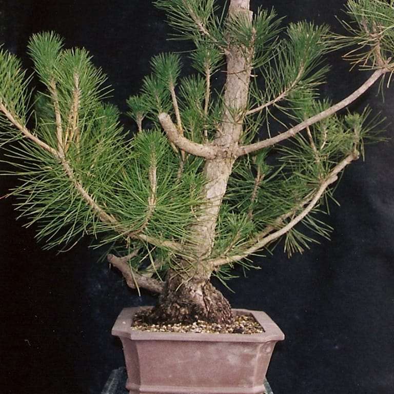 图解 黑松盆景怎么修剪的10个过程 老外篇