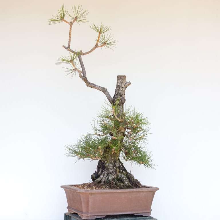 图解 黑松盆景怎么修剪的10个过程 老外篇