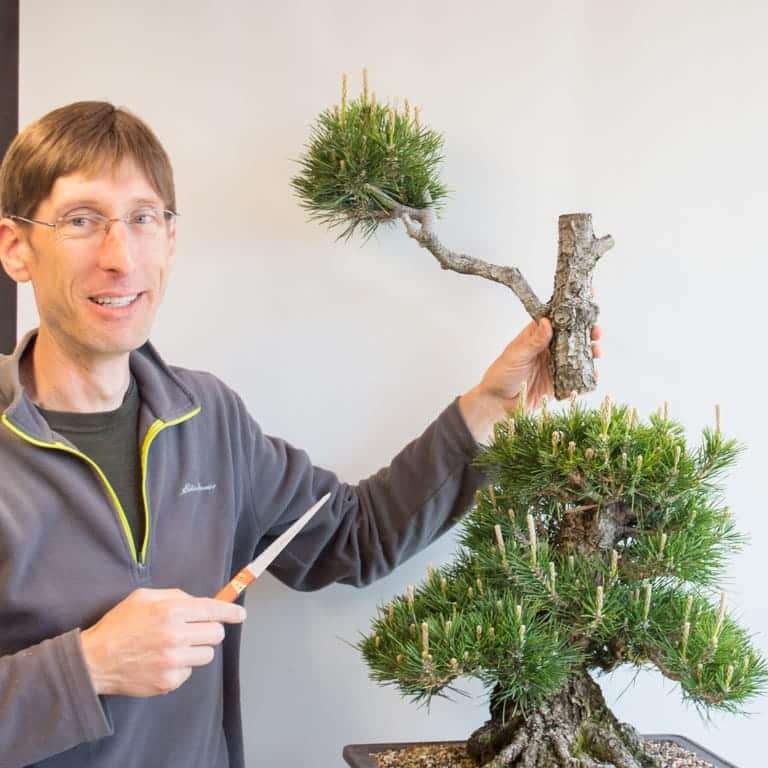 图解 黑松盆景怎么修剪的10个过程 老外篇