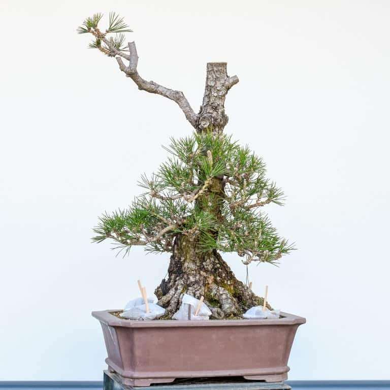 图解 黑松盆景怎么修剪的10个过程 老外篇