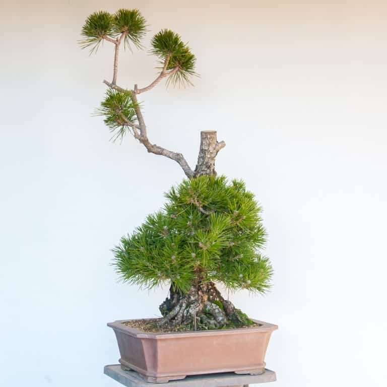 图解 黑松盆景怎么修剪的10个过程 老外篇