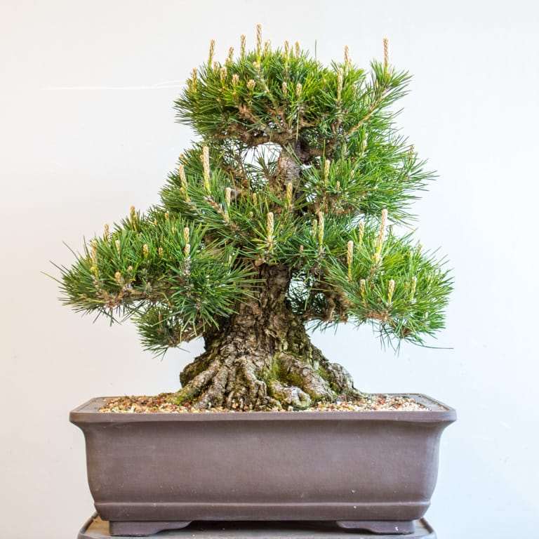 图解 黑松盆景怎么修剪的10个过程 老外篇