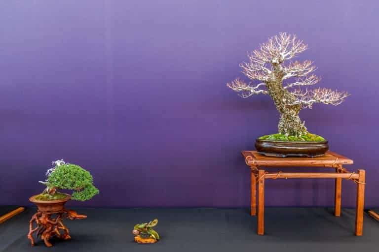 2022 美国太平洋小品盆景博览会 图片