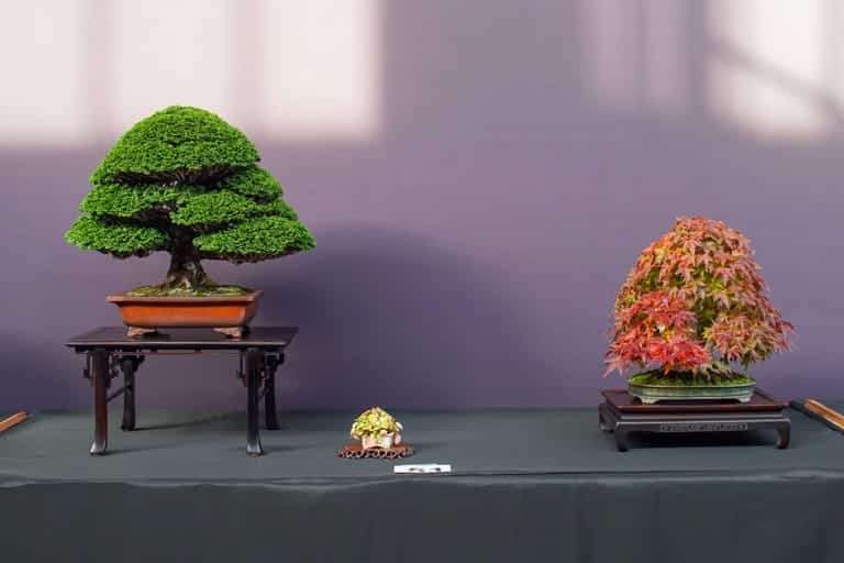 2022 美国太平洋小品盆景博览会 图片