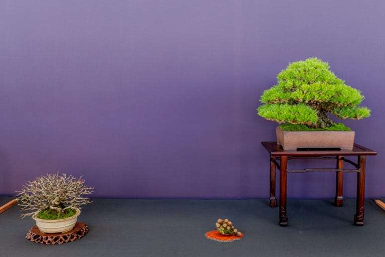 2022 美国太平洋小品盆景博览会 图片