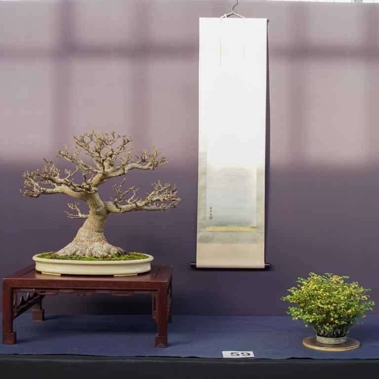 2022 美国太平洋小品盆景博览会 图片