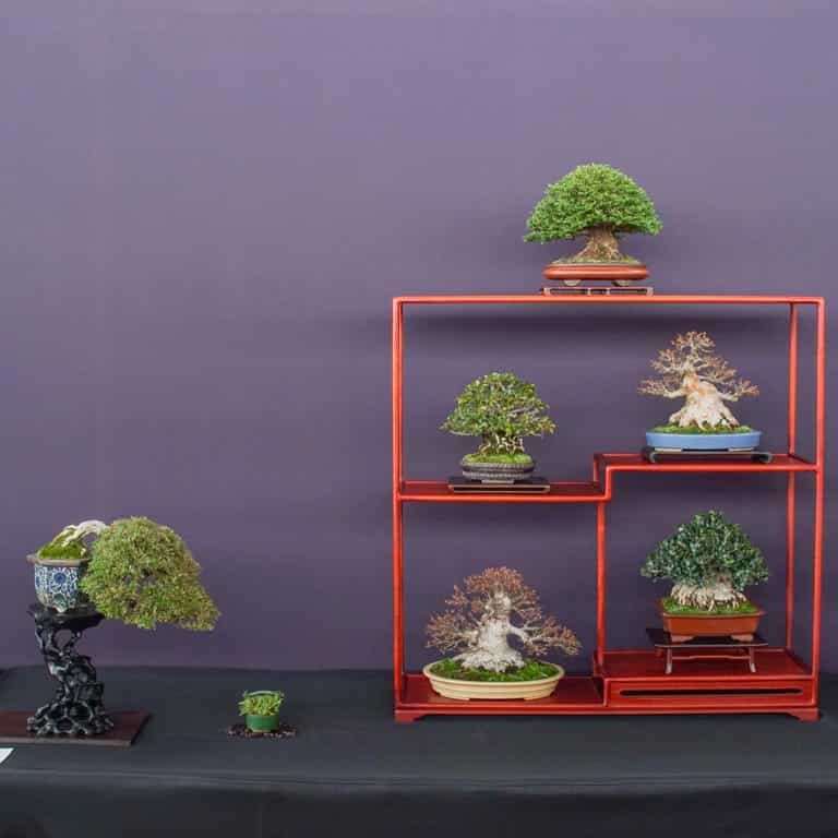 2022 美国太平洋小品盆景博览会 图片