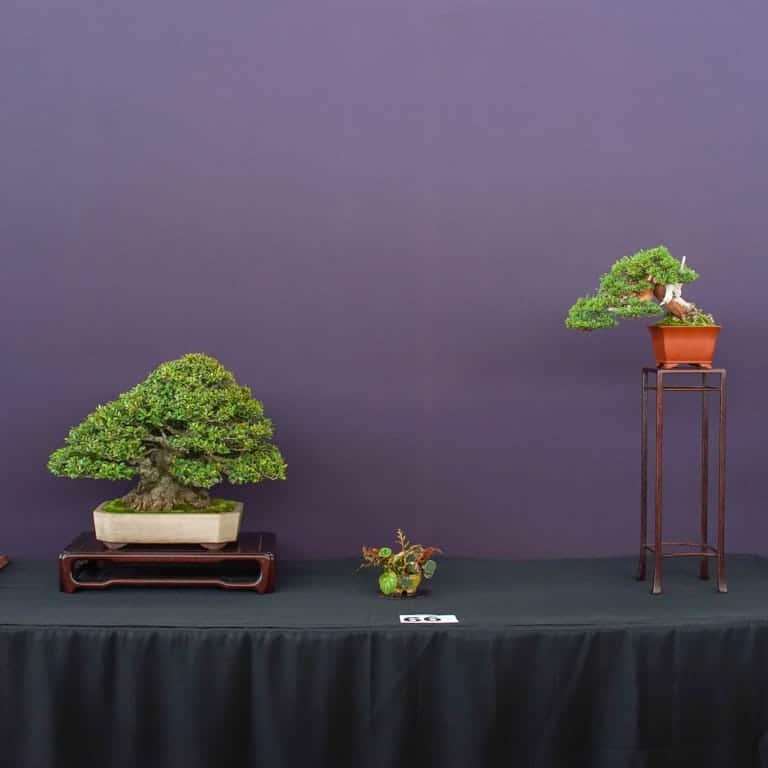 2022 美国太平洋小品盆景博览会 图片