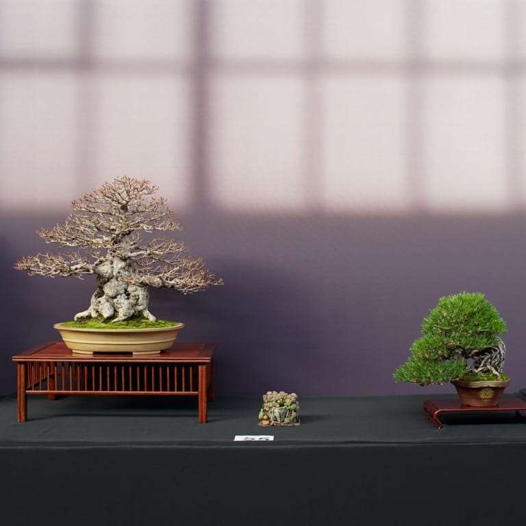 2022 美国太平洋小品盆景博览会 图片