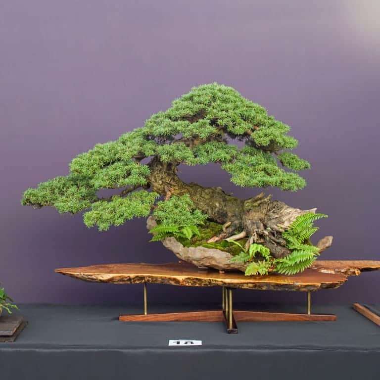 2022 美国太平洋针叶类盆景博览会