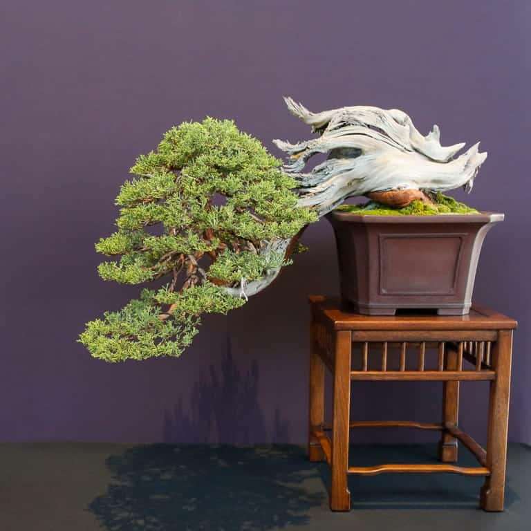 2022 美国太平洋针叶类盆景博览会