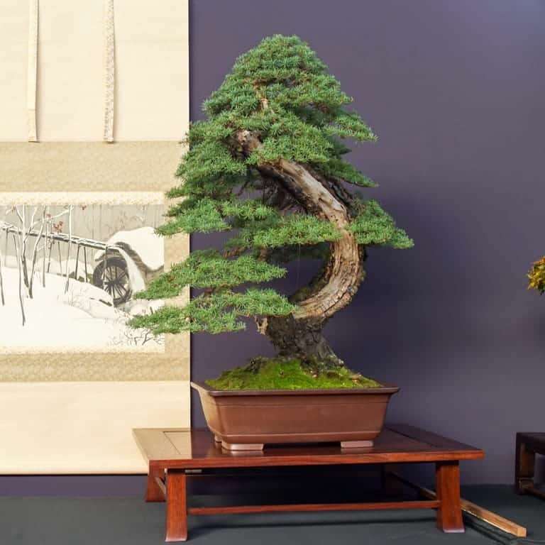 2022 美国太平洋针叶类盆景博览会