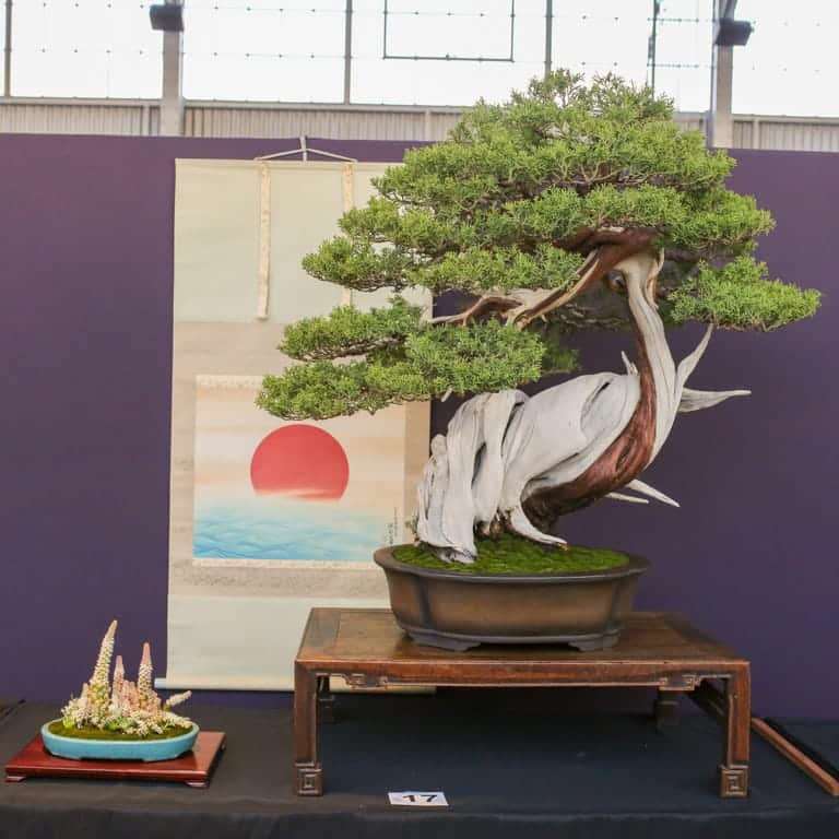 2022 美国太平洋针叶类盆景博览会