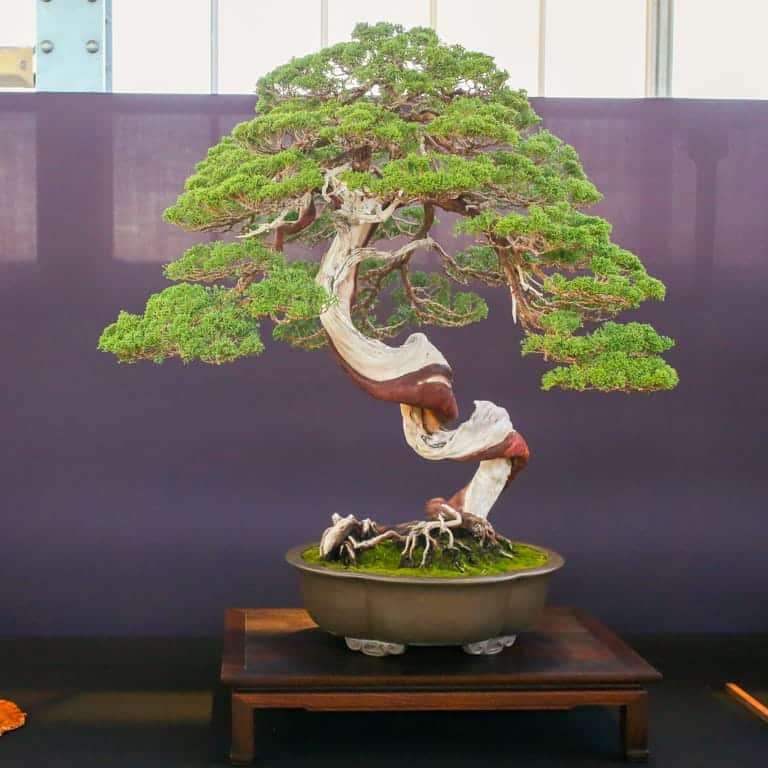 2022 美国太平洋针叶类盆景博览会