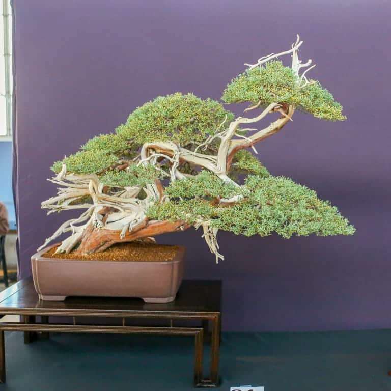 2022 美国太平洋针叶类盆景博览会