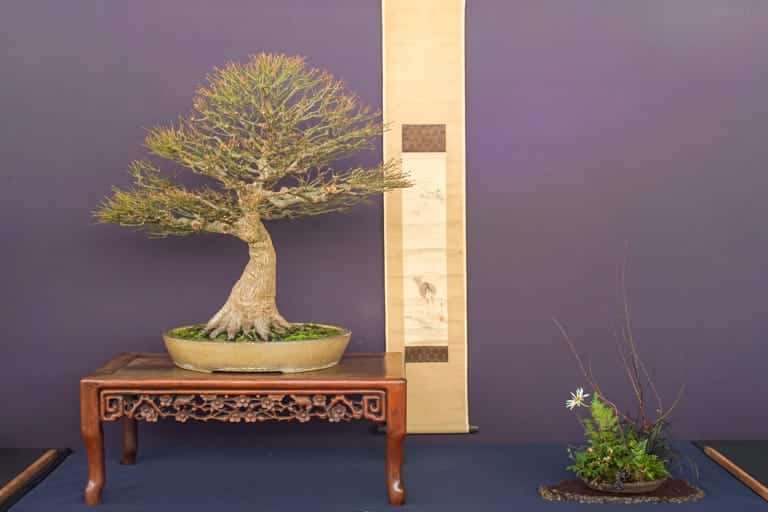 2022 美国太平洋落叶类盆景博览会 图片