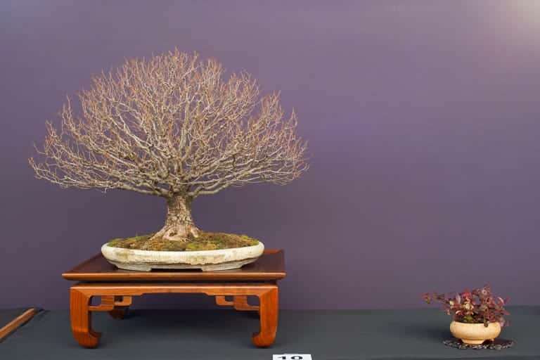 2022 美国太平洋落叶类盆景博览会 图片