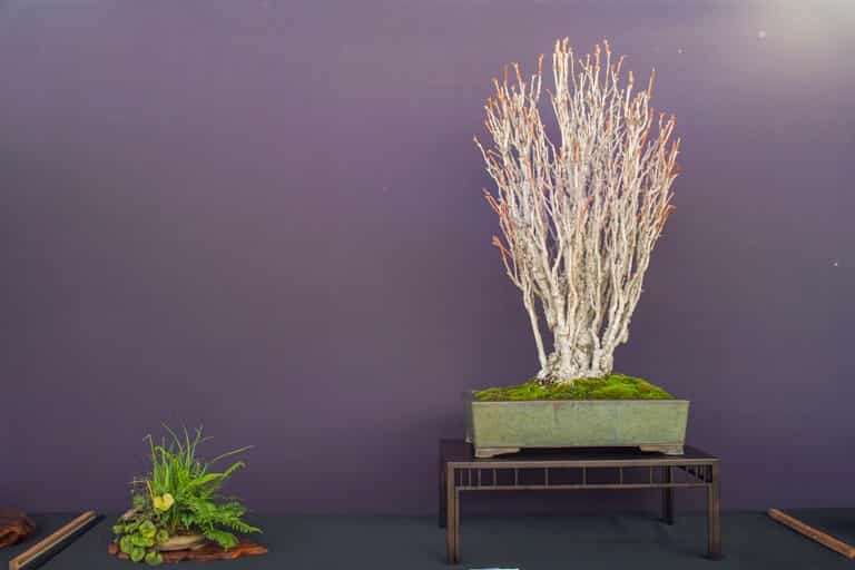 2022 美国太平洋落叶类盆景博览会 图片