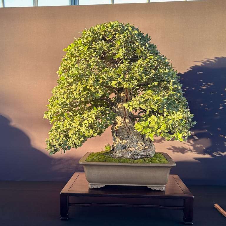 2022 美国太平洋盆景博览会 获奖作品