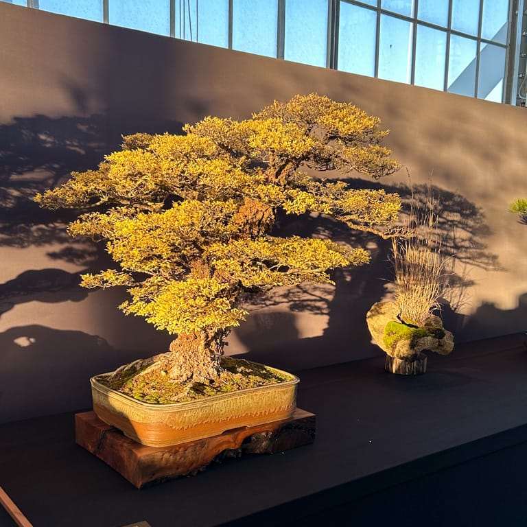 2022 美国太平洋盆景博览会 获奖作品