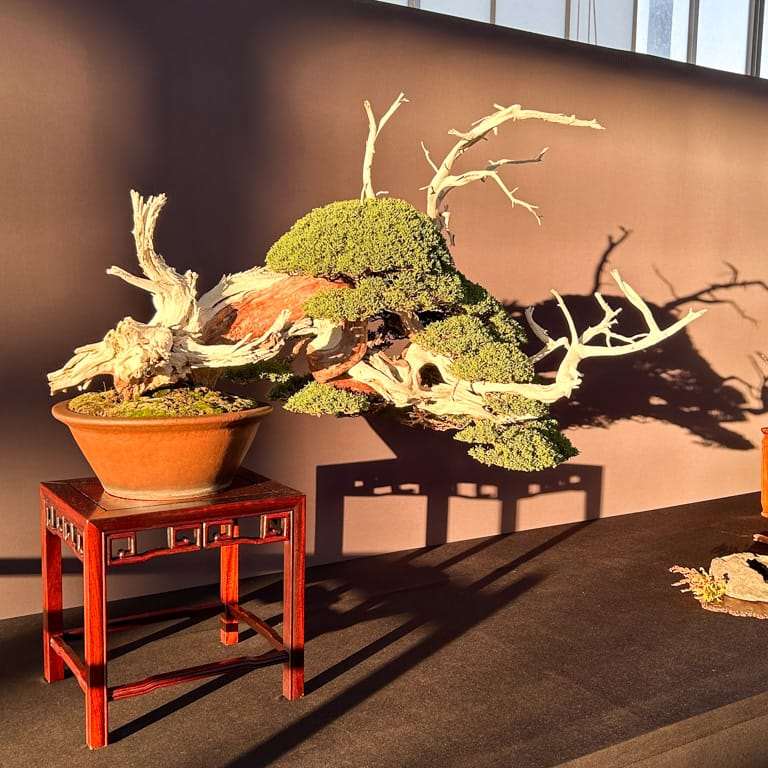 2022 美国太平洋盆景博览会 获奖作品