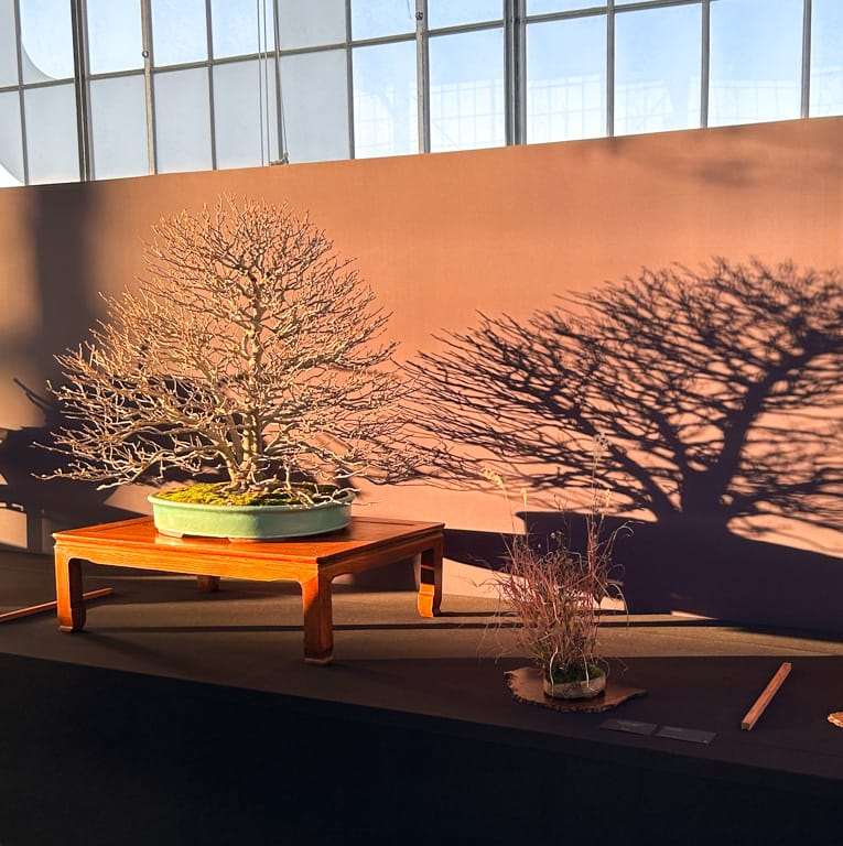 2022 美国太平洋盆景博览会 获奖作品