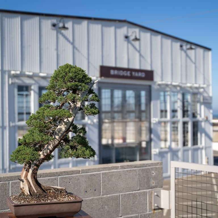 2022 美国太平洋盆景博览会的更新