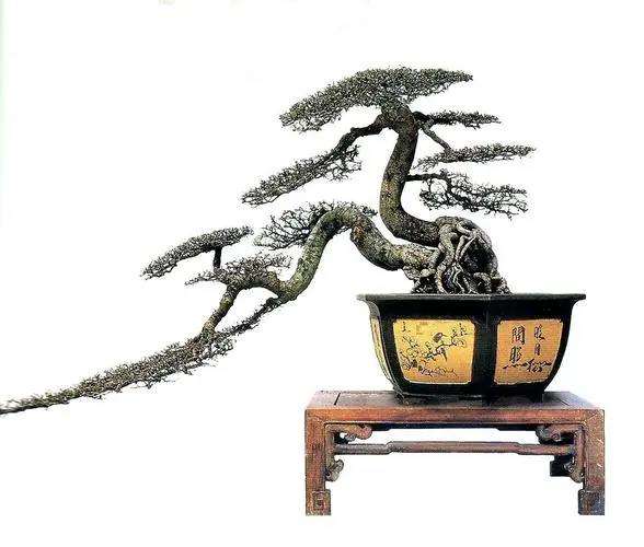 我也读胡乐国的《谈盆景传统》