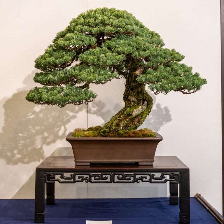 老外谈盆景怎么陈设的方法 图片