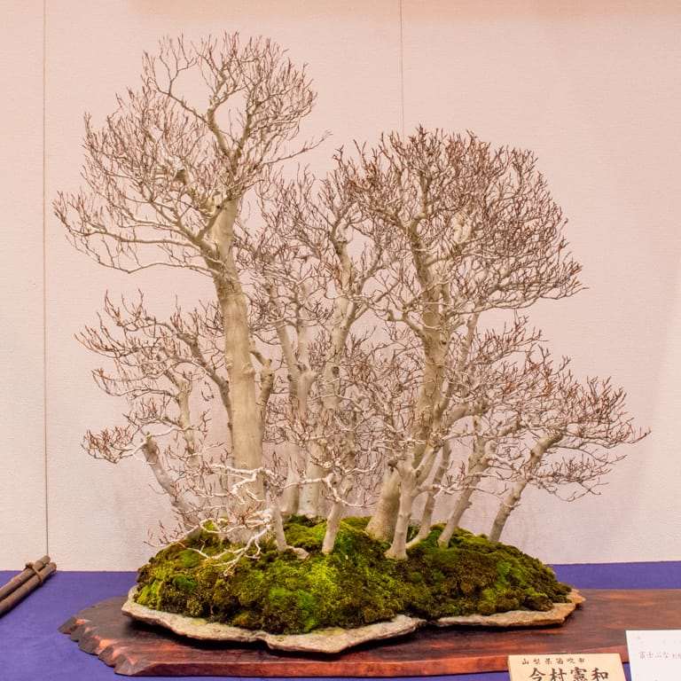 老外谈盆景怎么陈设的方法 图片