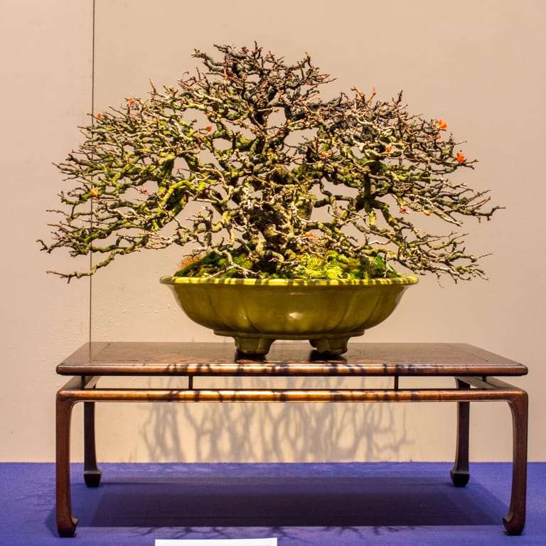 老外谈盆景怎么陈设的方法 图片