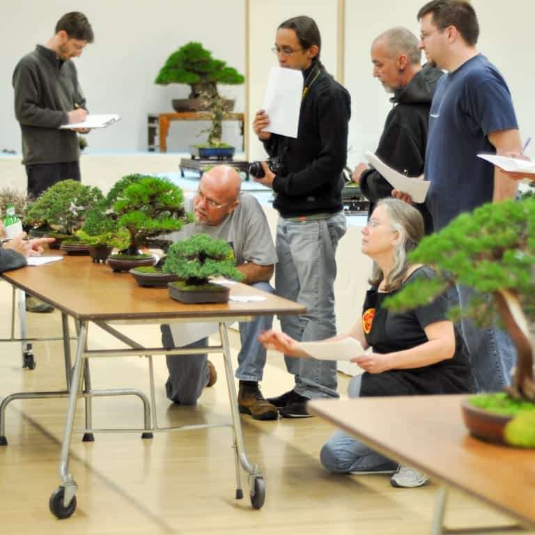 2022 日本国府盆景评分第1部分 针叶和落叶类