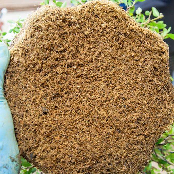 老外解答 盆景用怎么赤玉土的5个问题