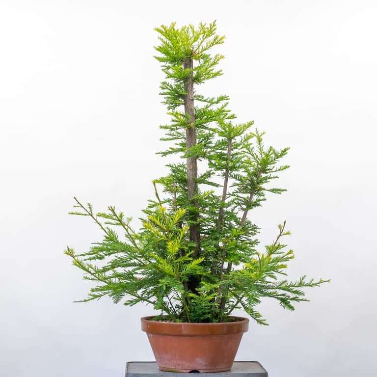 修剪海岸红杉盆景