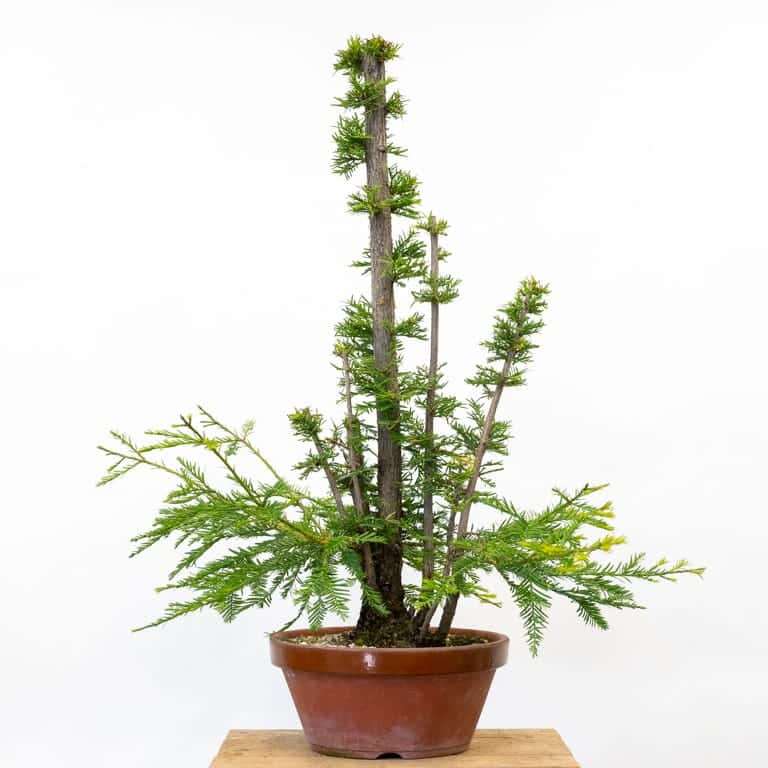 修剪海岸红杉盆景