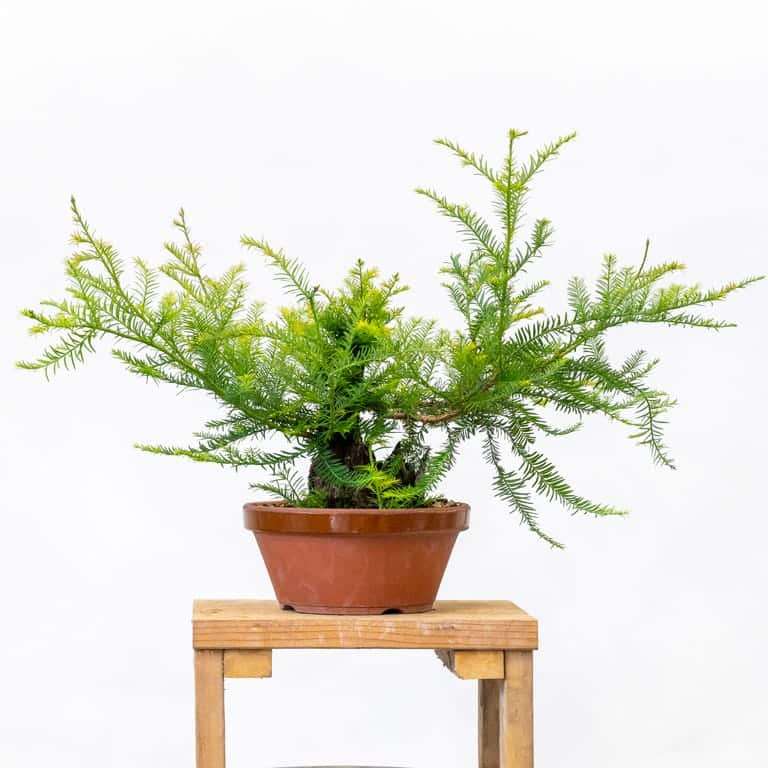 修剪海岸红杉盆景