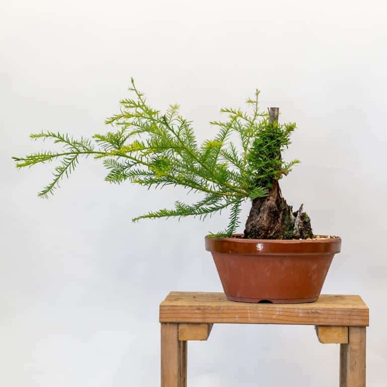 图解 怎么修剪海岸红杉盆景的4个步骤