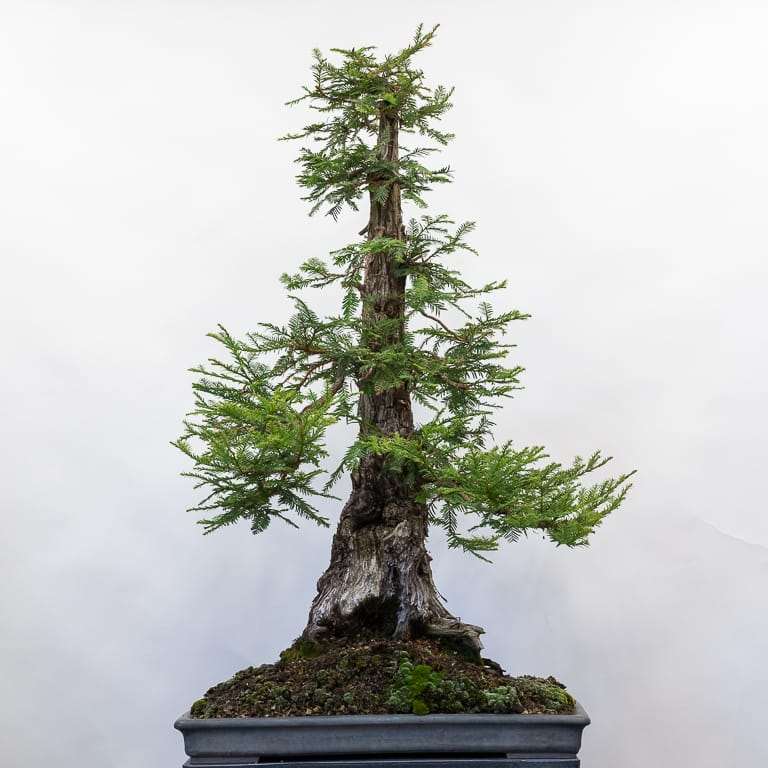 海岸红杉盆景 前后修剪 对比图片