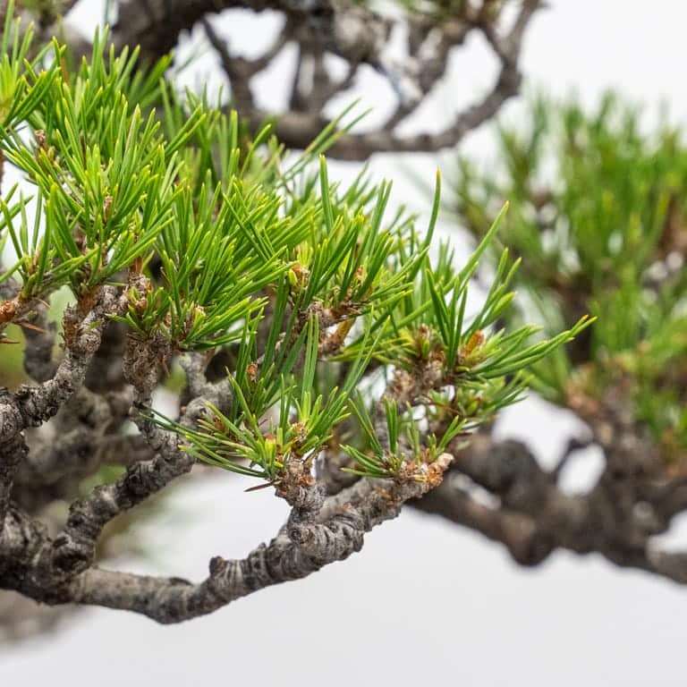 图解 红松盆景怎么修剪疏伐的5个步骤