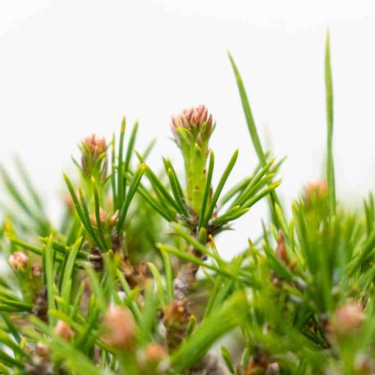 图解 红松盆景怎么修剪疏伐的5个步骤