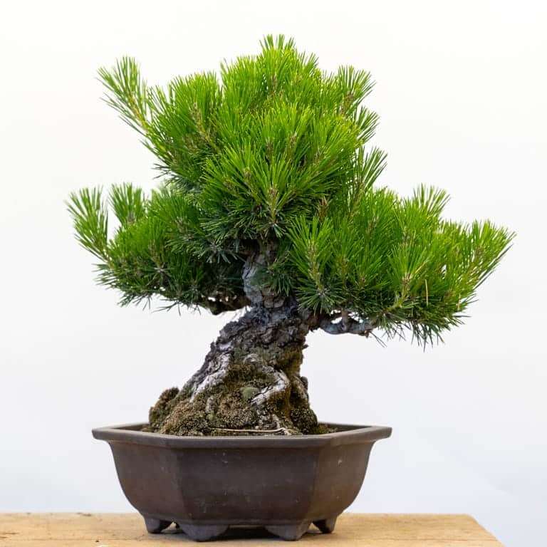 图解 2组黑松盆景修剪前后 对比图片