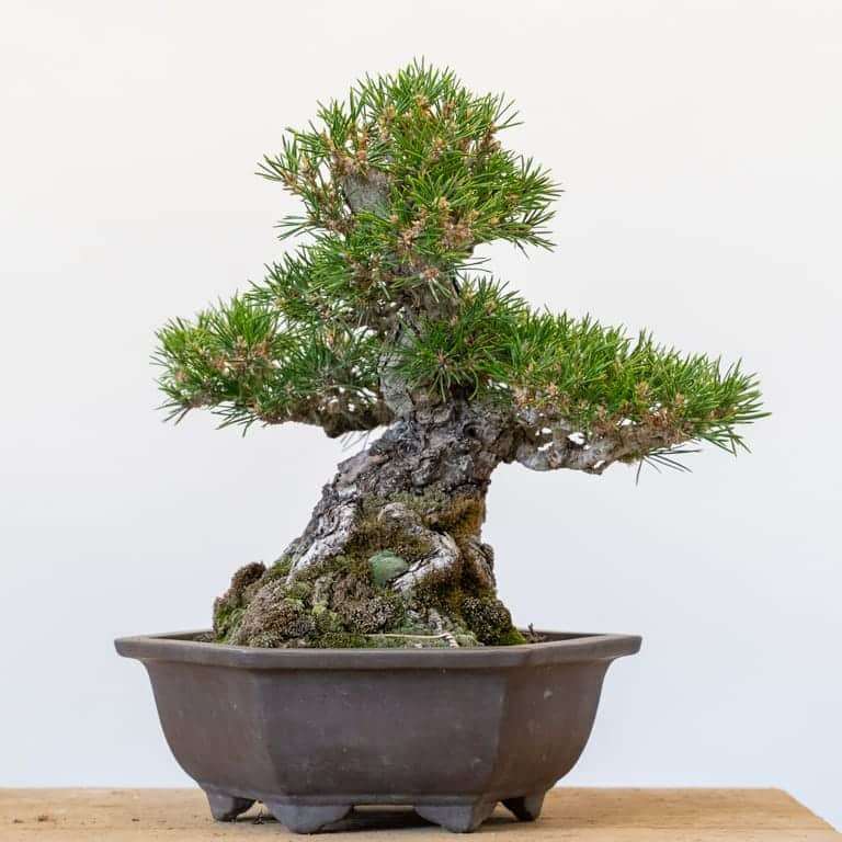 图解 2组黑松盆景修剪前后 对比图片