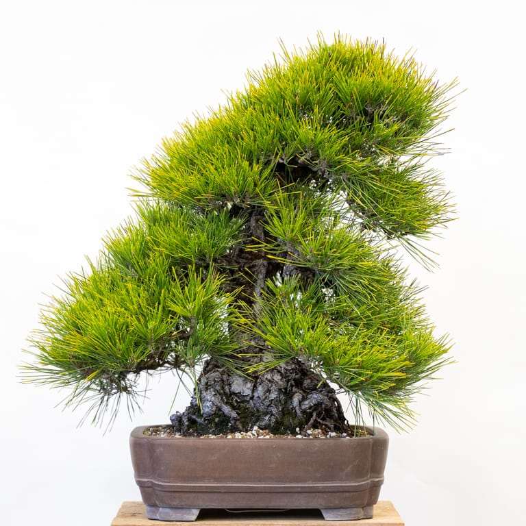 图解 2组黑松盆景修剪前后 对比图片