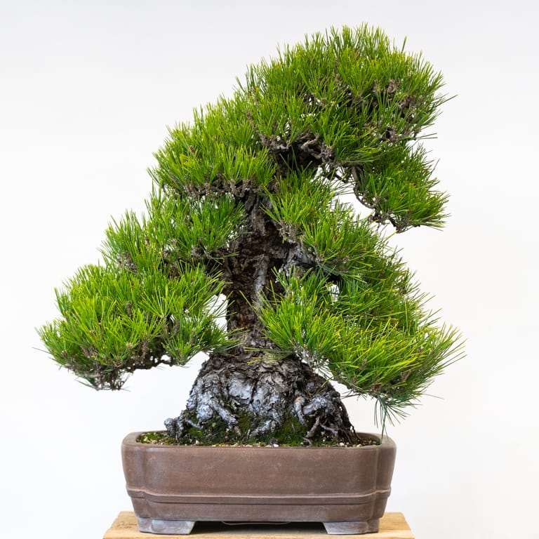 图解 2组黑松盆景修剪前后 对比图片